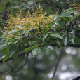 腋毛泡花树