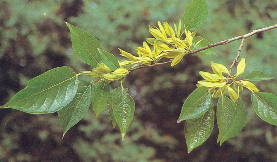 植物提取物(植提) 植物提取物(植提)