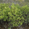 蜡烛果(桐花树) 蜡烛果(桐花树)