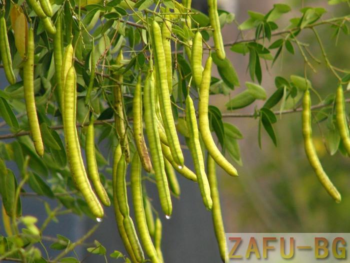 荚果 荚果