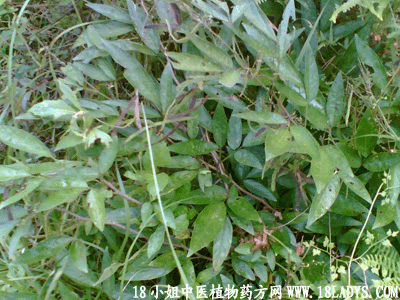 潮汕一带拜神使用的仙草(医名:小槐花) 潮汕一带拜神使用的仙草(医名:小槐花)