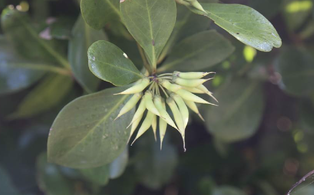 蜡烛果 蜡烛果
