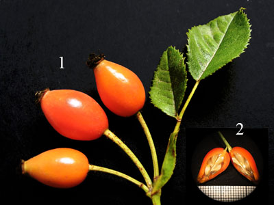 常绿蔷薇的果实——蔷薇果的外侧与内侧 常绿蔷薇的果实——蔷薇果的外侧与内侧