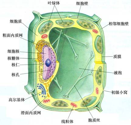 真核细胞结构图