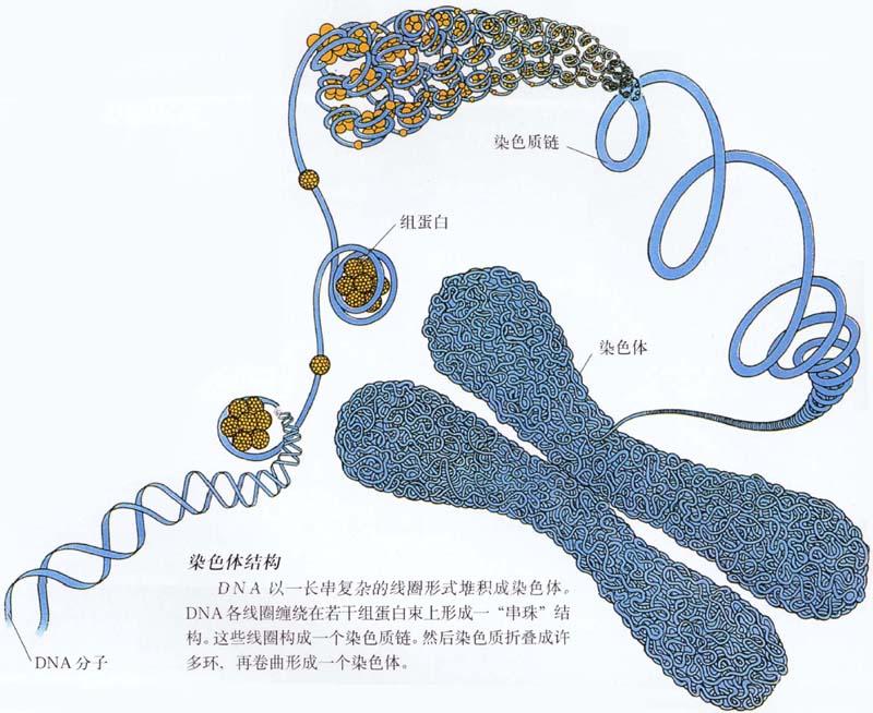 染色体结构图 染色体结构图