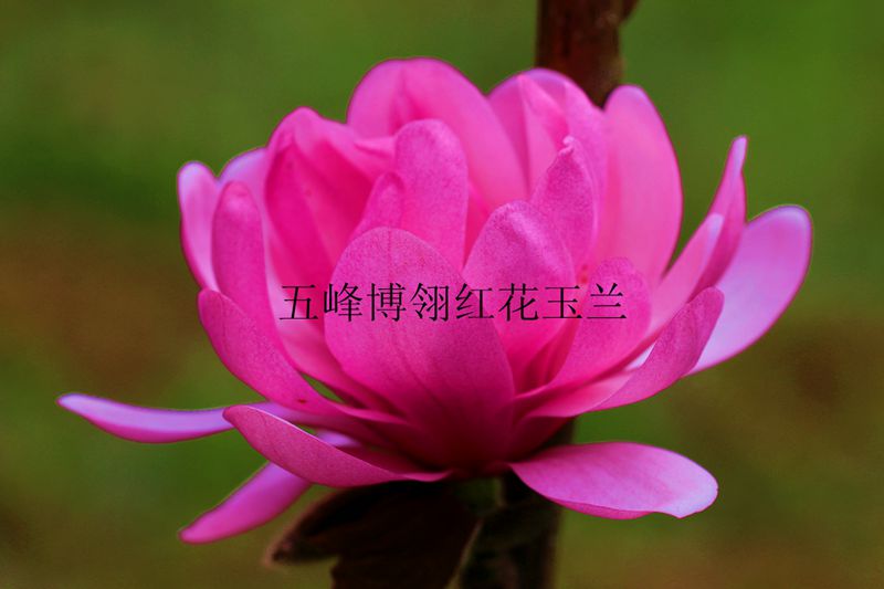 娇丹 娇丹