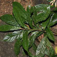 勐腊核果茶 勐腊核果茶