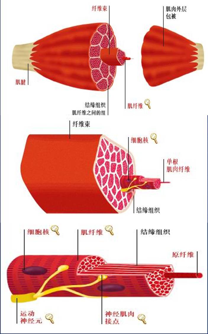 肌纤维