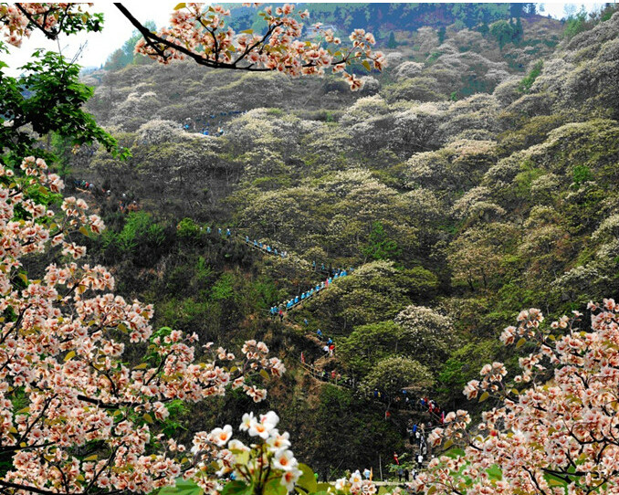 桐花世界景区