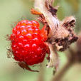刺莓果(刺莓果)