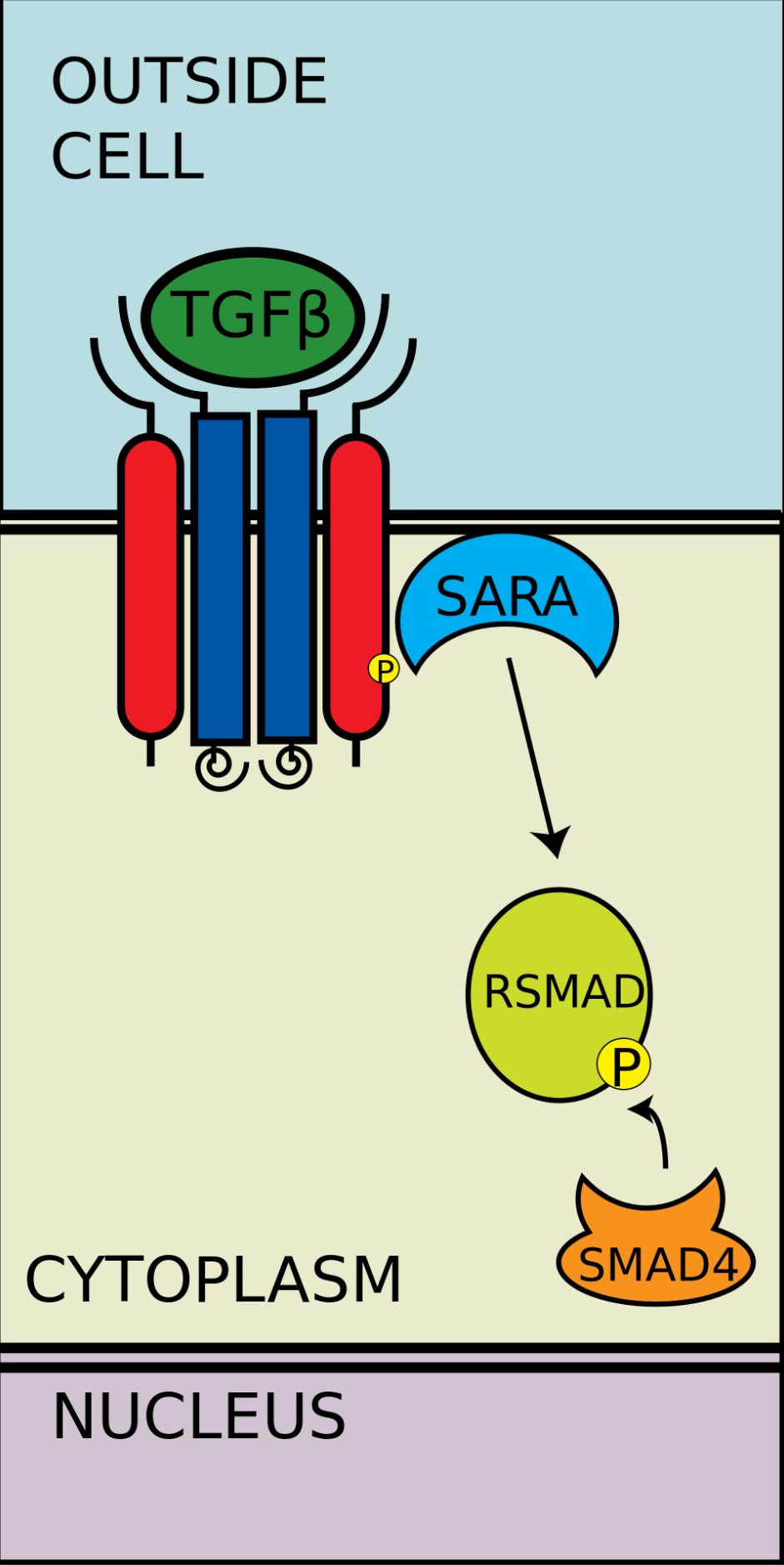 R-SMAD与coSMAD结合