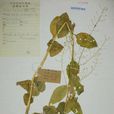 三角叶山萮菜 三角叶山萮菜