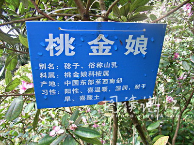 桃金孃种植