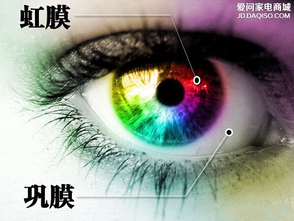 巩膜 巩膜
