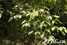 云树 Garcinia cowa 云树 Garcinia cowa