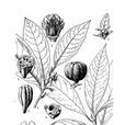 长核果茶 长核果茶
