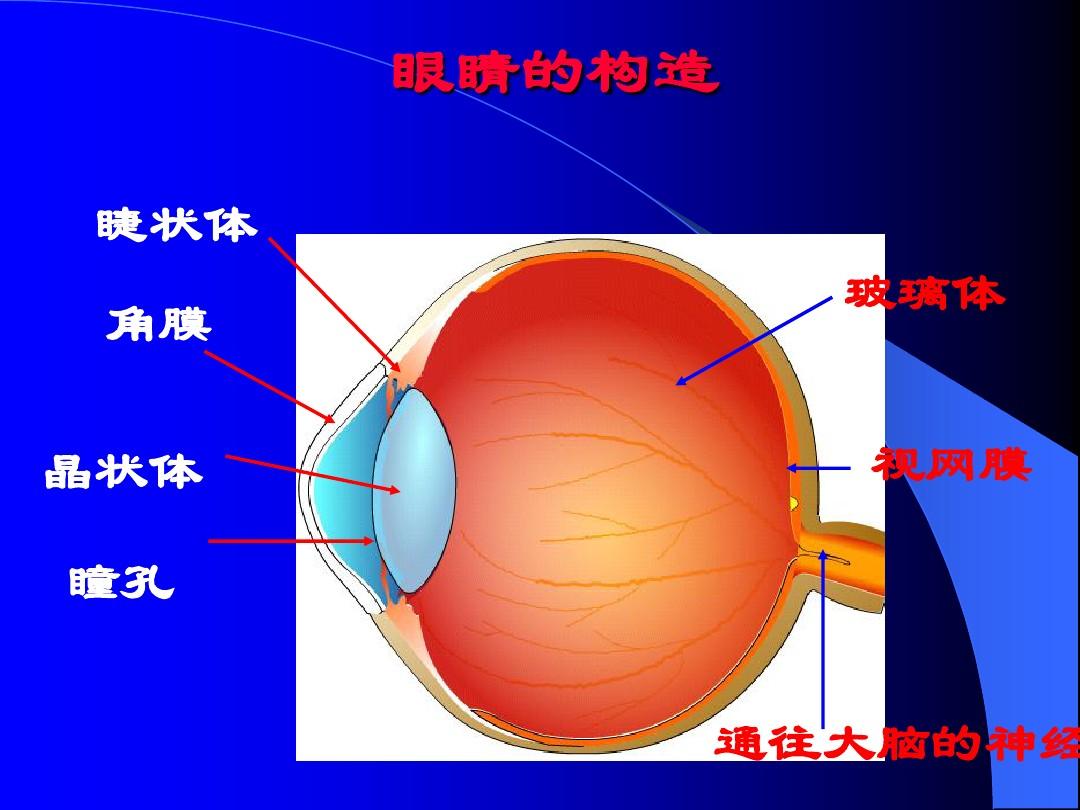 玻璃体(人体眼球组织)