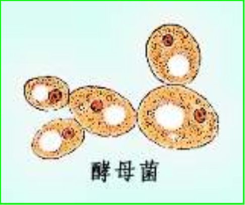 酵母菌属 酵母菌属