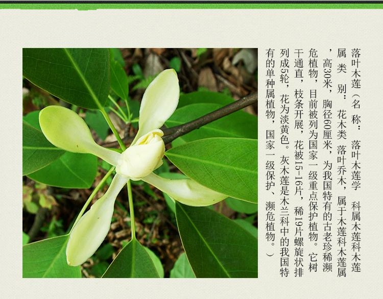 落叶木莲 落叶木莲
