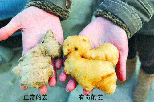 生姜(常用调味植物)