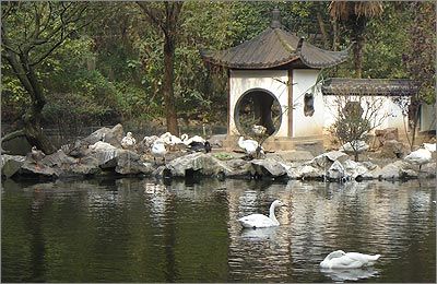 游禽湖 游禽湖