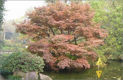 枫树 枫树