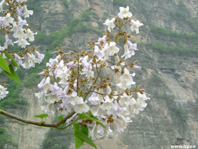 桐花 桐花