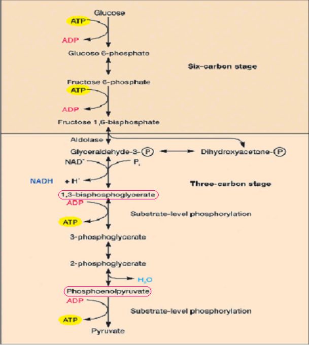 三羧酸循环(生物化学术语)