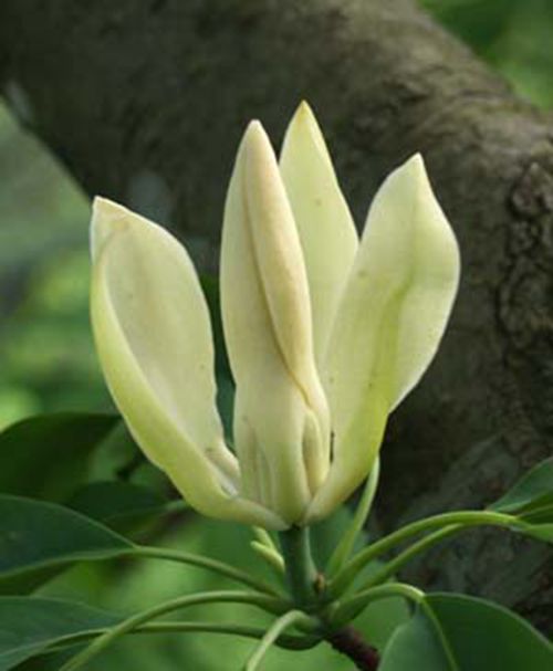 落叶木莲 落叶木莲