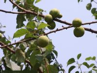 核果 核果