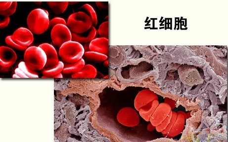 成熟红细胞无核无细胞器 成熟红细胞无核无细胞器