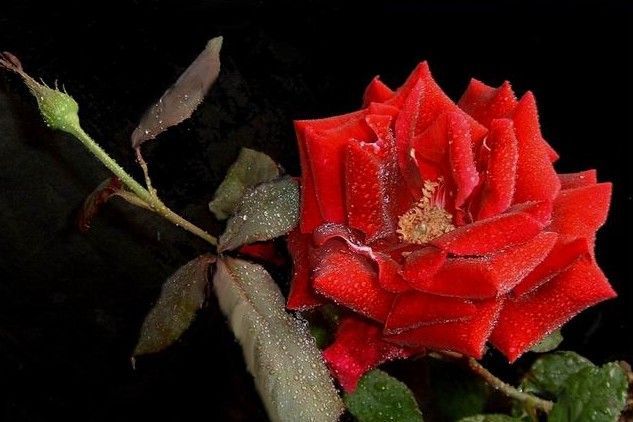 切花“玫瑰花”实为月季 Rosa hybrida 切花“玫瑰花”实为月季 Rosa hybrida