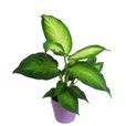 玛丽安(花叶万年青品种名) 玛丽安(花叶万年青品种名)