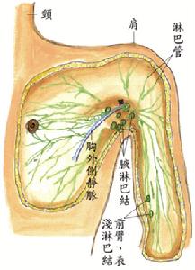 腋窝解剖图 腋窝解剖图