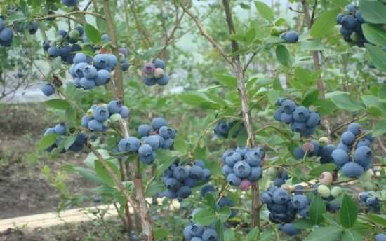 蓝莓(杜鹃花科越橘属植物) 蓝莓(杜鹃花科越橘属植物)