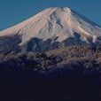 富士山树海 富士山树海