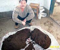吉林发现罕见百斤“太岁” 吉林发现罕见百斤“太岁”
