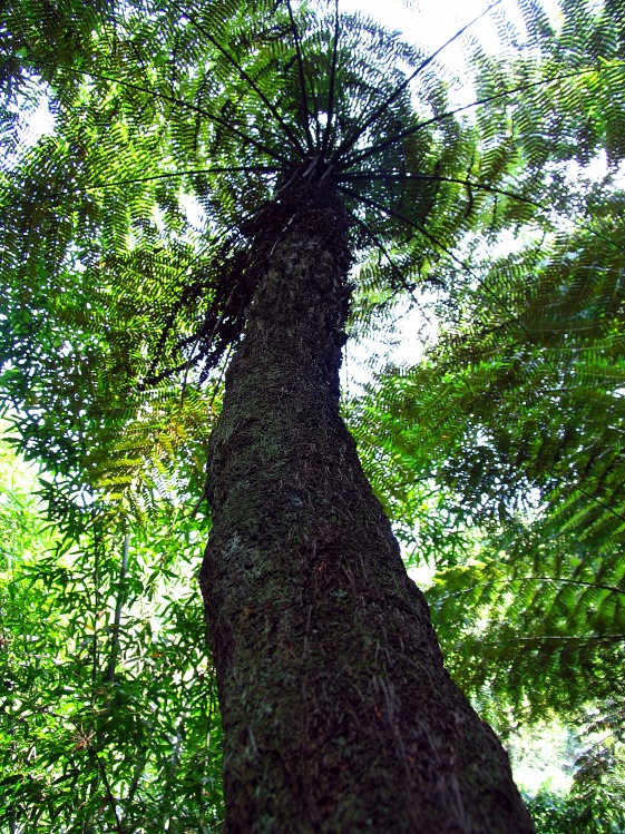 桫椤 桫椤