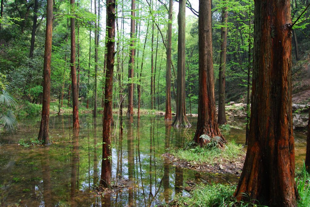 水杉属 水杉属