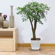 幸福树(紫葳科植物)
