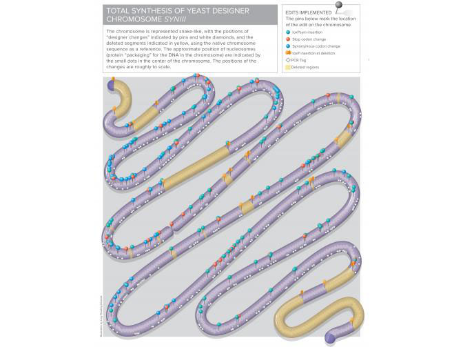 人造真核生物染色体 人造真核生物染色体