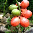 木竹子(中医药)