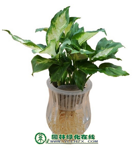 水培玛丽安 水培玛丽安