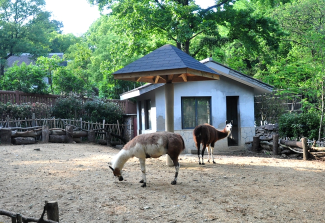 羊驼馆 羊驼馆