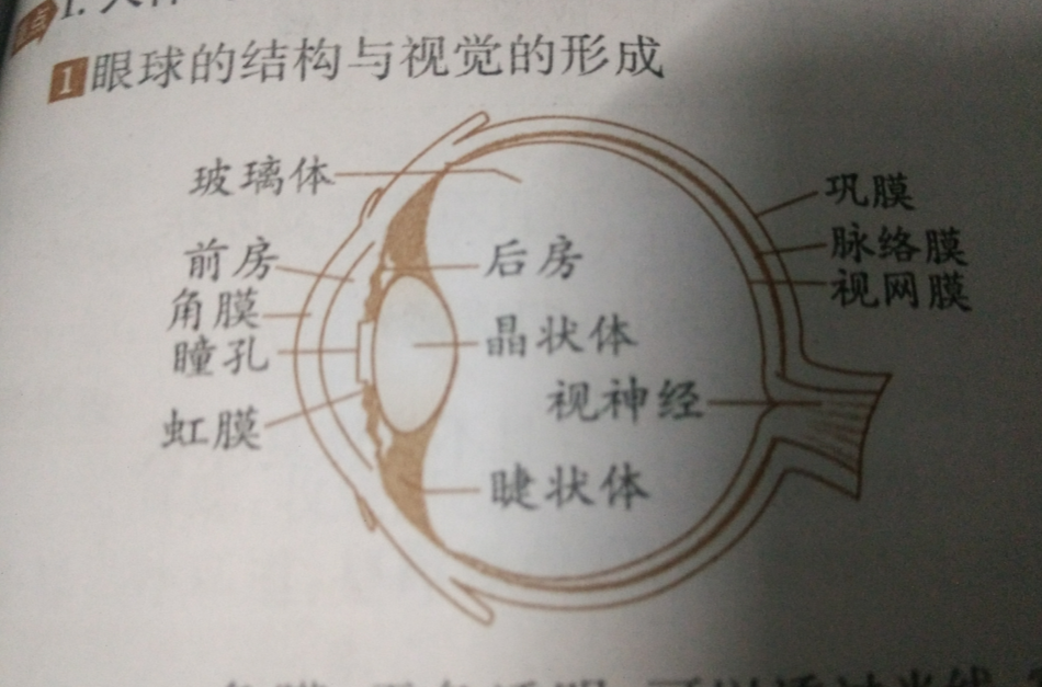 眼球(器官结构) 眼球(器官结构)