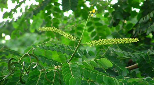 相思豆 相思豆