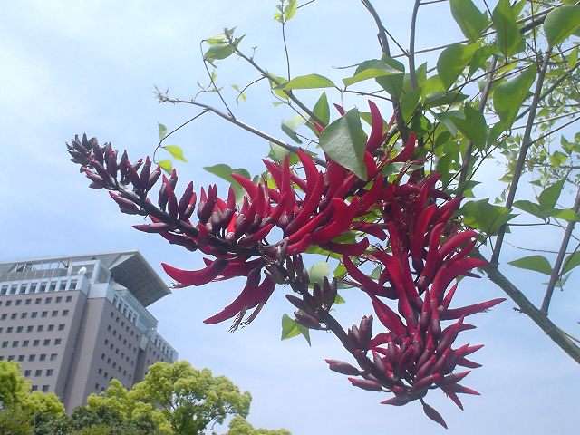 相思豆 相思豆