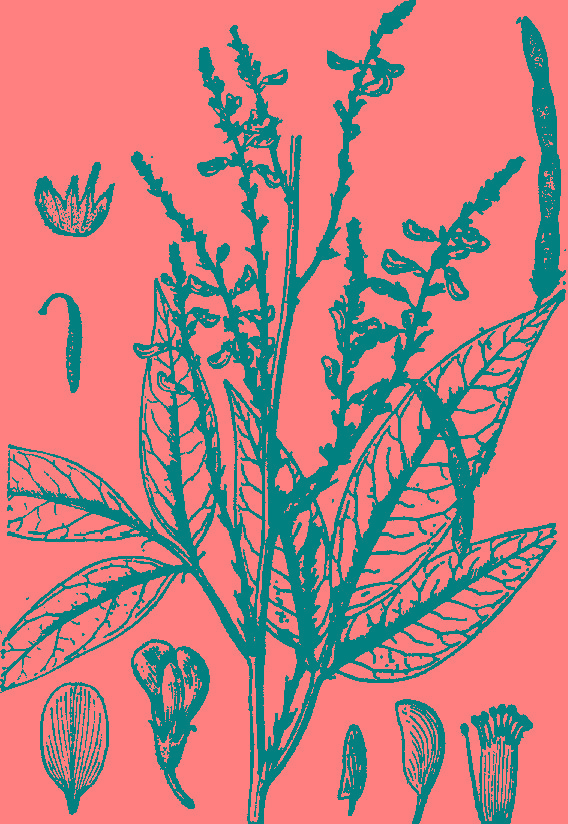 小槐花(豆科落叶固氮植物) 小槐花(豆科落叶固氮植物)