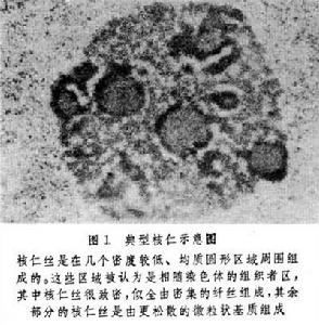 核仁 核仁