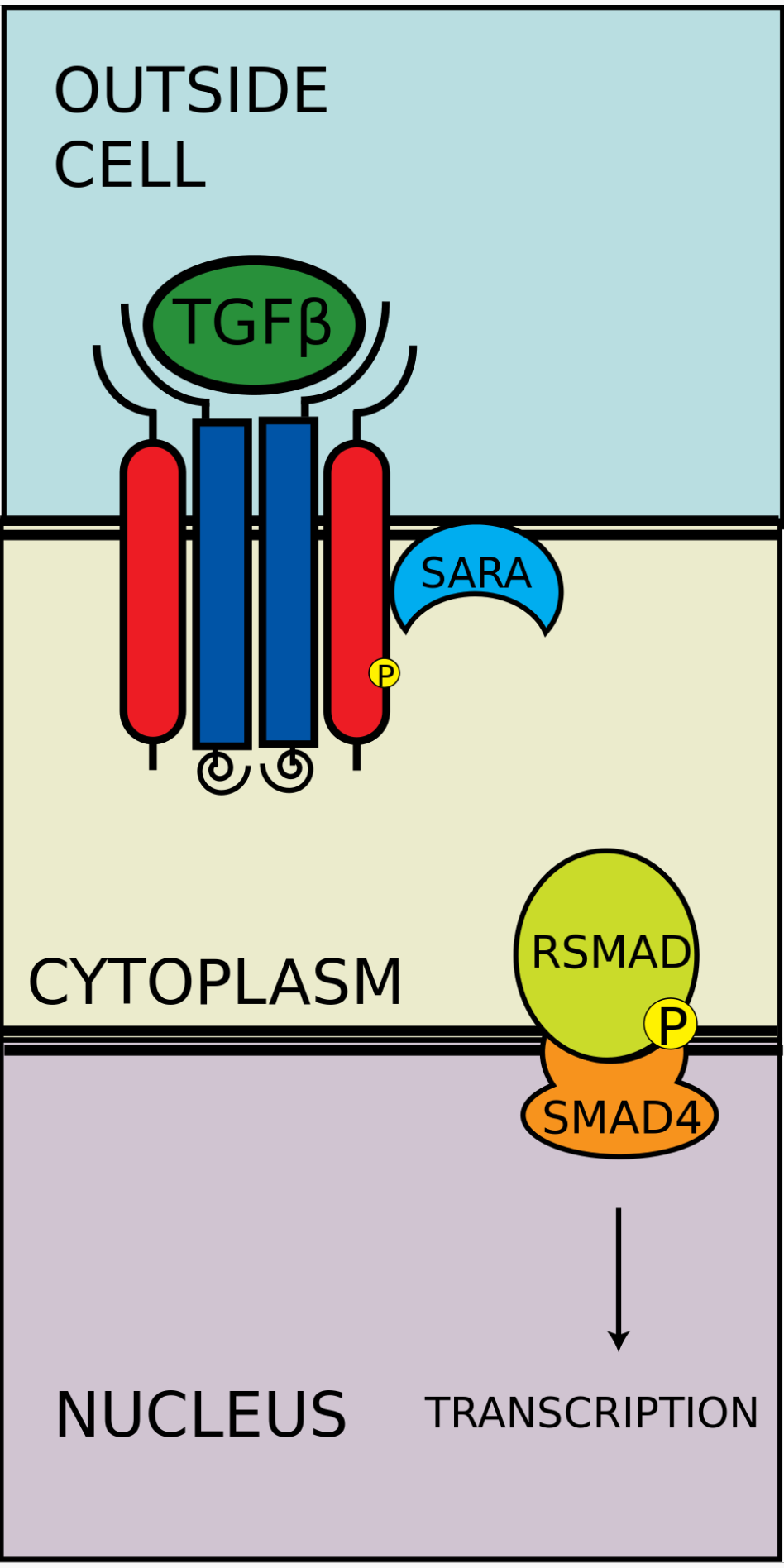 R-SMAD-coSMAD複合体进入细胞核